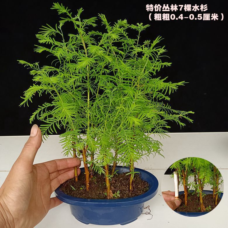 특별 가격 폭발 7 정글 작은 메타 세쿼이아