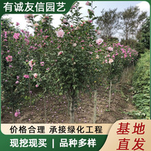 ذľȻ҃ͥԺͺֲ﹤̾GľľȘ