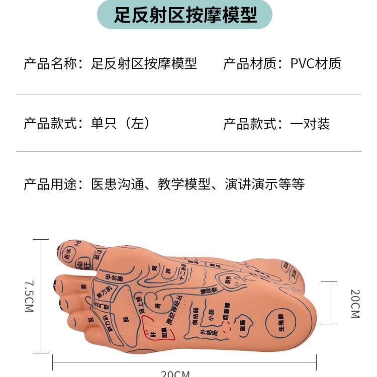 ����19CM��Ħ��ĽŲ�Ѩλ ��������ģ��ģ�Ͳ�������ģ��