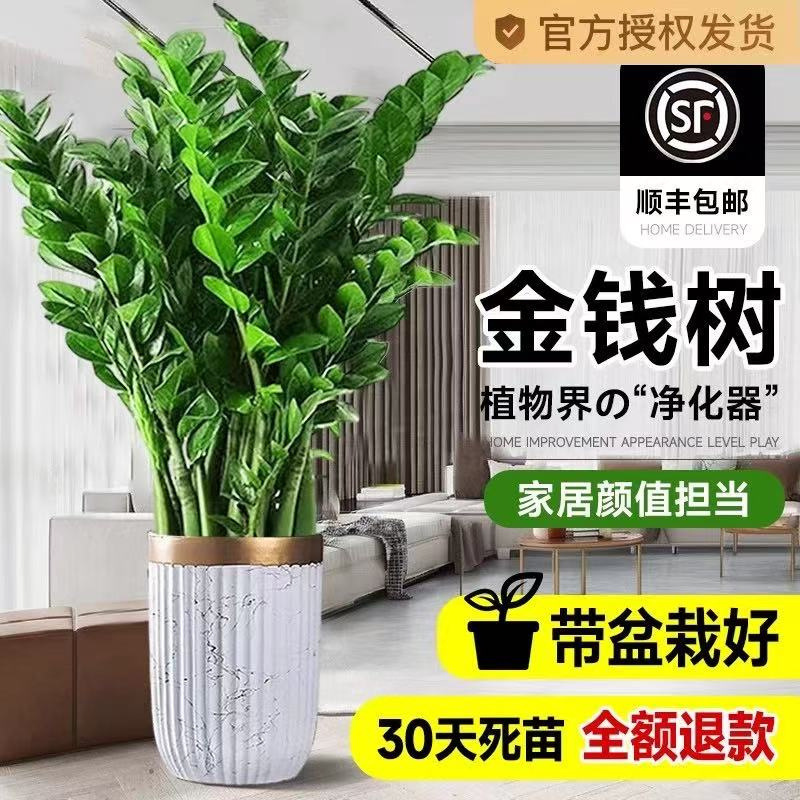 Large Potted Money Tree Indoor Plant for Living Room, Office, Green Plant That Purifies the Air, Opening Ceremony, Housewarming, Fortune Tree