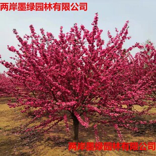 ���ع��� ���t���� ����M �F�ڬF�u �|������
