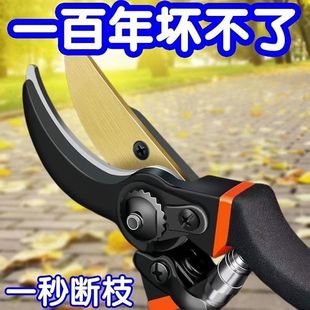 ����ԭ�b�@����֦�M��SK5��֦��@ˇ���ձ���̖֦���ӻ�ľ���R�d