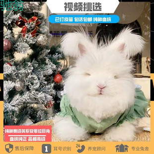 tKC安哥拉巨兔宠物巨型兔子活体成年长毛大型兔子宿舍好养幼崽宠-阿里巴巴