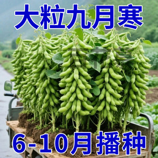 �����������r�����º�����ë���N�Ӹ߮a�rʳ��ꖶ������߲˷N��