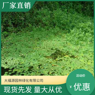 Factory Direct Sales Perennial Aquatic Herb Tea, Large Quantity, Excellent Specifications, Complete Specifications, High Survival Rate