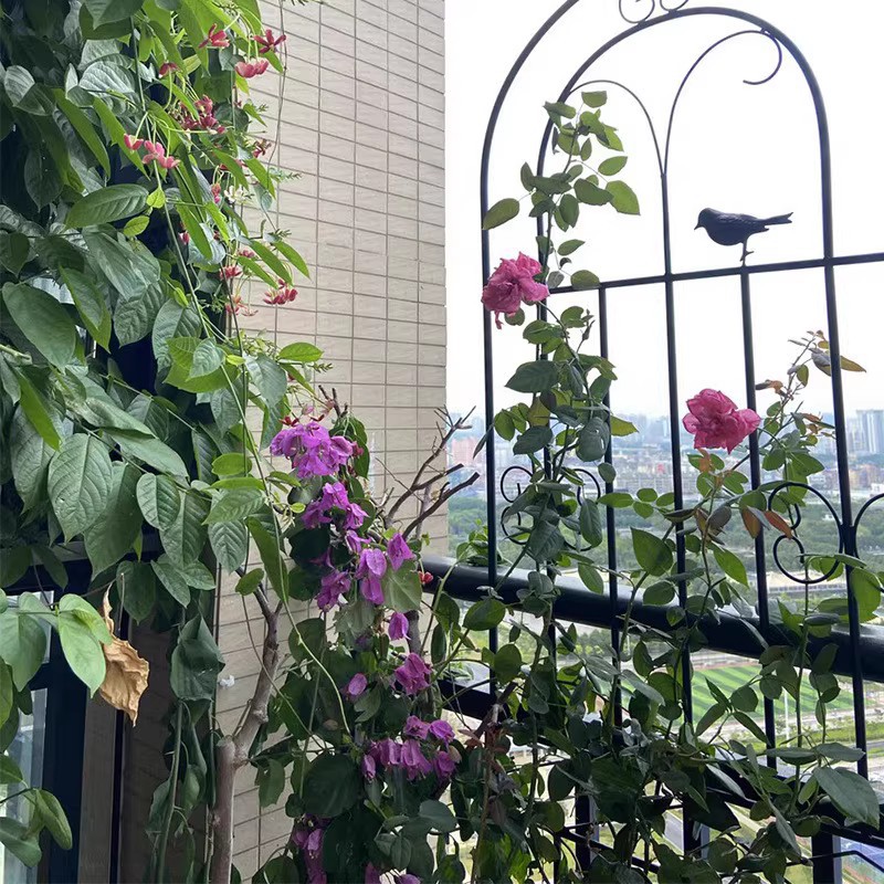 Simple outdoor green dill frame outdoor railing rose flower climbing…