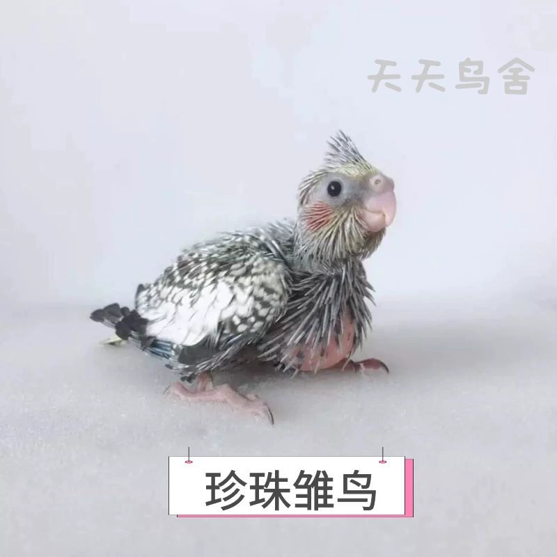 Цыплята попугая Xuanfeng, молодой попугай, оригинально серо-желтый, ручное выращивание, ферма, прямоволосое разведение, бесплатная доставка