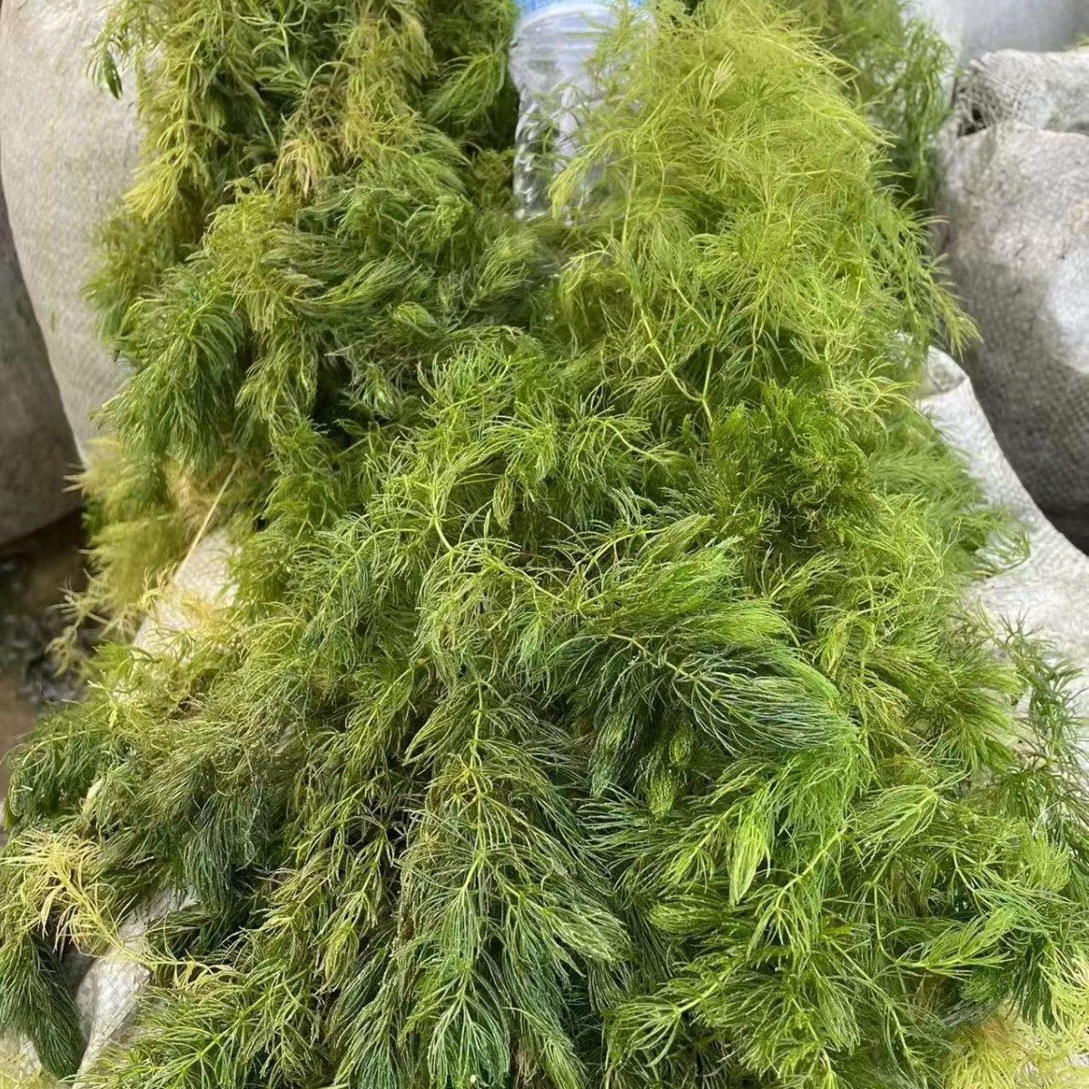厂家批发金鱼藻 水生植物 浮床植物 水生鸢尾  净化水质品种齐全