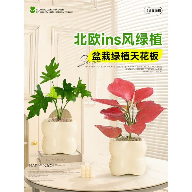 Офисные настольные зеленые растения, цветочные горшки, небольшие украшения для гостиной в кремовом стиле, мини-зеленые растения, легко кормить ленивых людей в любое время года.