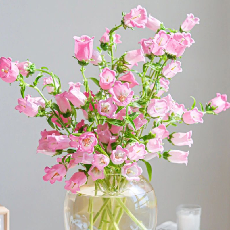 Campanula flower bell flower family life fresh cut flowers Kunming base direct delivery SF Express free shipping 6