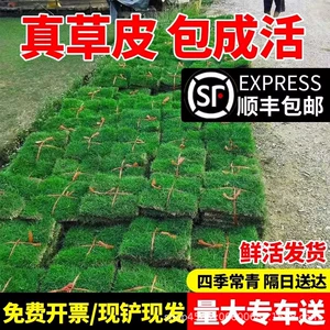 Grassive Lawn с грязной виллой сад сад, озеленение четыре сезона Qingguo Grass Tawwan трава манила