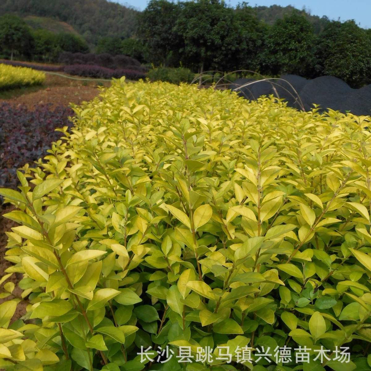 Оптовая продажа лигуструма с золотыми листьями, лигуструма с золотыми листьями помпон, 30-40cm саженцев лигуструма, полные характеристики, низкие цены