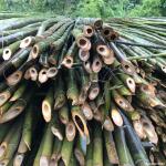 批发菜架竹 金竹 桂竹 农用竹竿 花果蔬菜搭架专用  多种规格