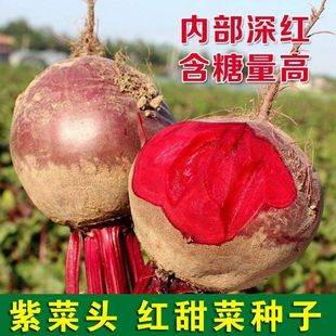 �t��˸��N�Ӻ��m�ϲ��^�t�Ĳ����M���ļ��N�Ѵ����ﶬ���߲˷NZ