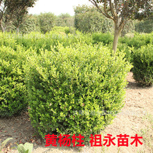 园林绿化南方北方种植小叶黄杨苗瓜子黄杨柱庭院精品黄杨冬青柱子