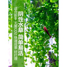 ��������ˮ��ǰ��ſ�ز�Ƥ���~���㰫ˮ���~�Gɫ��ƺ�����쾰���w
