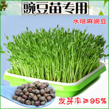 ѿ��˷N�����㶹������㶹���҃ȟo��������ѿ��ˮ���߲˷N��