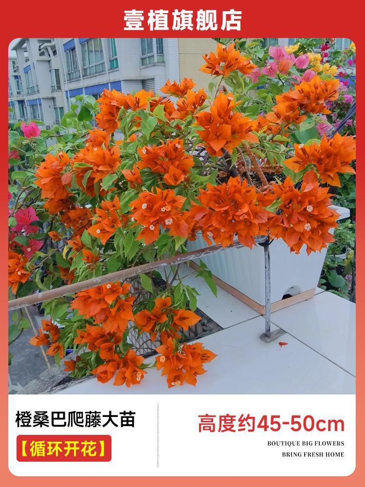 [계절꽃] 오렌지 삼바덩굴대모종 [45-50cm]