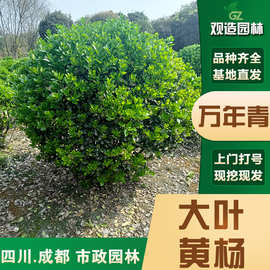 大叶黄杨四川园林篱笆苗木瓜子北海道黄杨冬青万年青树苗四季常青