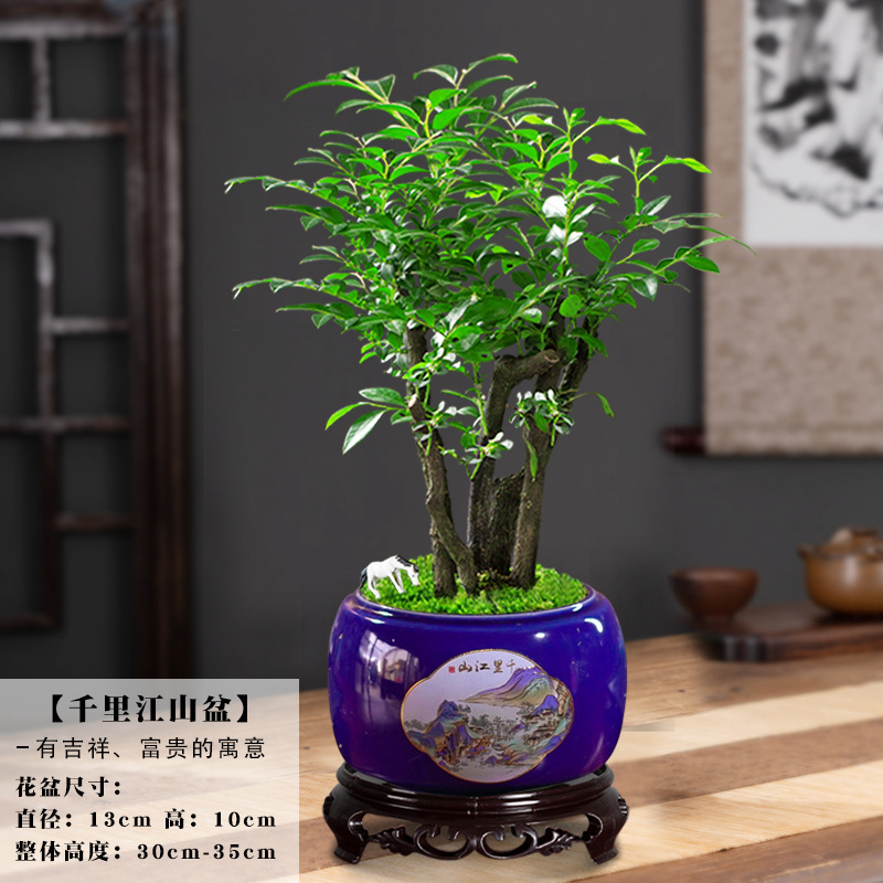 여러 개의 붉은 백단향 + 수천 마일의 산 분지/무료 기본 조랑말