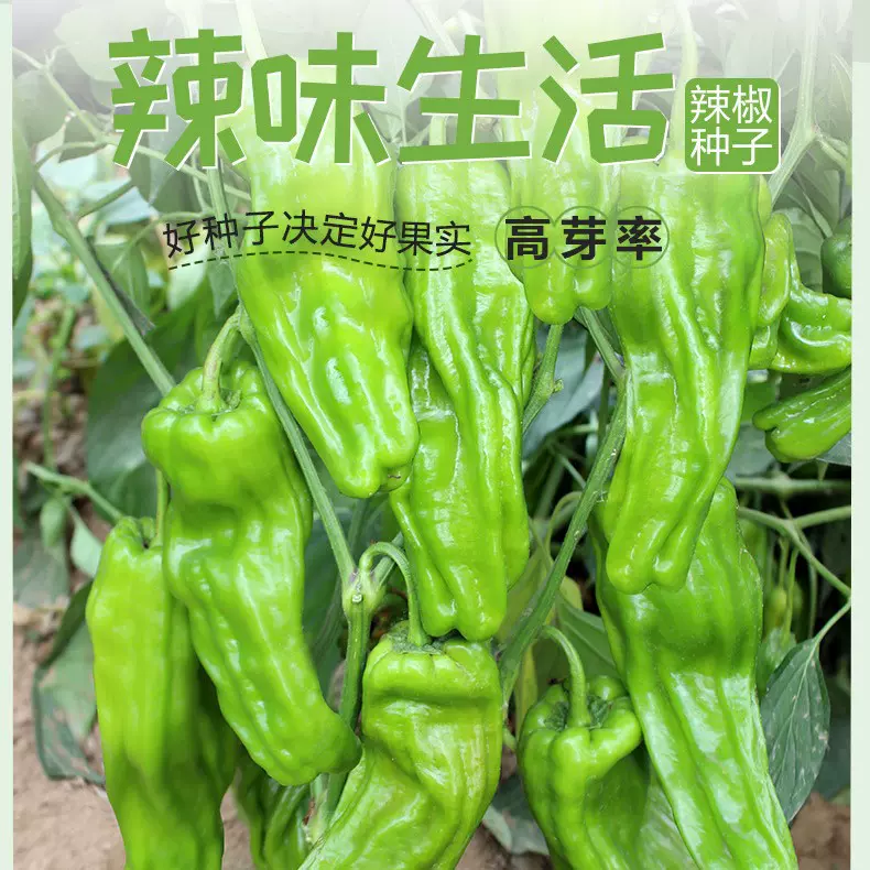 批发辣椒四季菜籽种子原包装辣椒种子螺丝椒朝天椒薄皮辣椒种菜籽