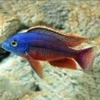 9-11cm red belly blue angel 1 piece