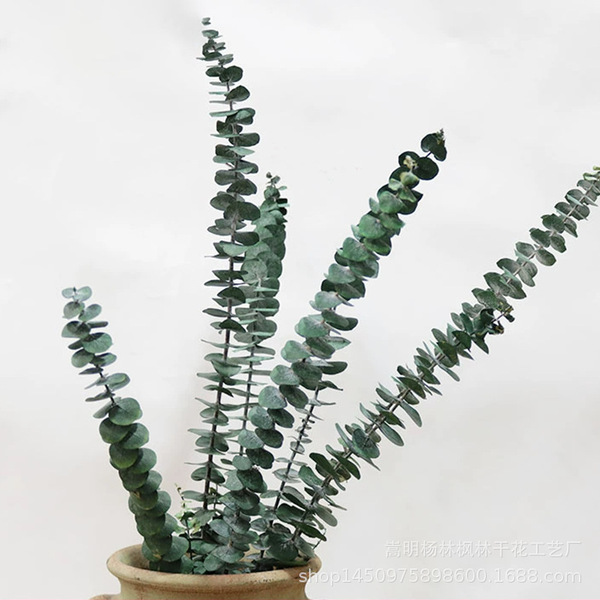 Amazon cross-border preserved flowers eucalyptus leaves copper coin…