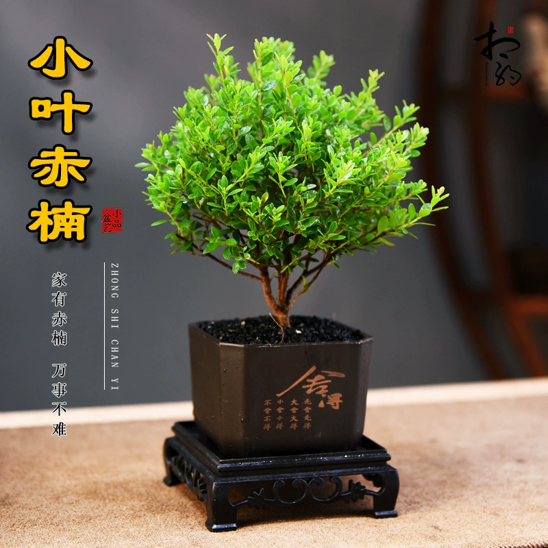 Маленький лист, красный нан-бонсай, комнатное зеленое растение, офис, чайная комната, настольное растение, гостиная, небольшой бонсай, простой в обслуживании, декоративный микроландшафт