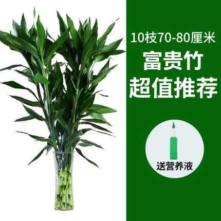 행운죽 70~80cm 10그루 [추천가치]