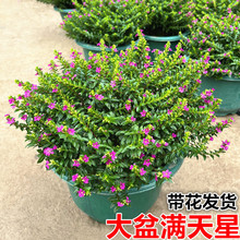 �M�������Ԏ������̨����ͥԺ�Gֲ�ļ��_���{��ɫ�͕��G������