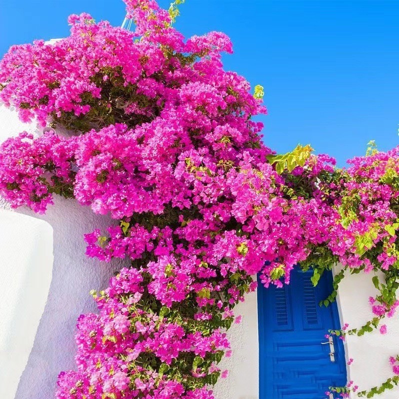 [Resistente al frío] Ciruela triangular cuatro estaciones flores al aire libre resistente al calor flores multicolores plantas de plantación verde