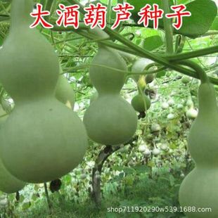 �ƺ��J�N�Ӿ��ɺ��J�N�ӌ����J�N�����������߲˷N���^�p����