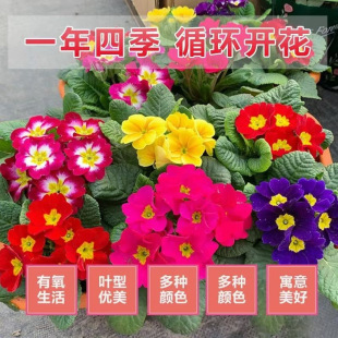 �󴺻����Ԏ�����ӭ���ذ�С���ͺ������҃����ļ�����������ֲ��