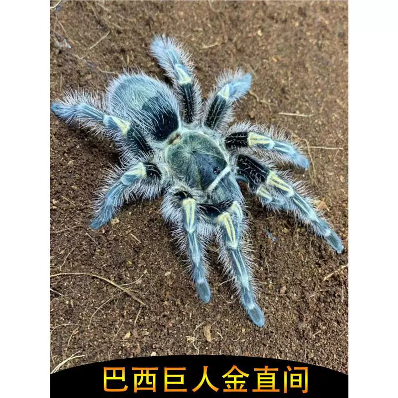 Бразильский гигантский золотой паук