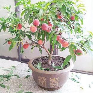 �޽��Ҙ����԰����҃��^�p������������A���Ү���Y��ˮ����ͥԺ