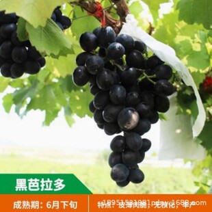 �ڰ�����Ħ���߶������������������{��ʯ���ј����ձ��������ј�