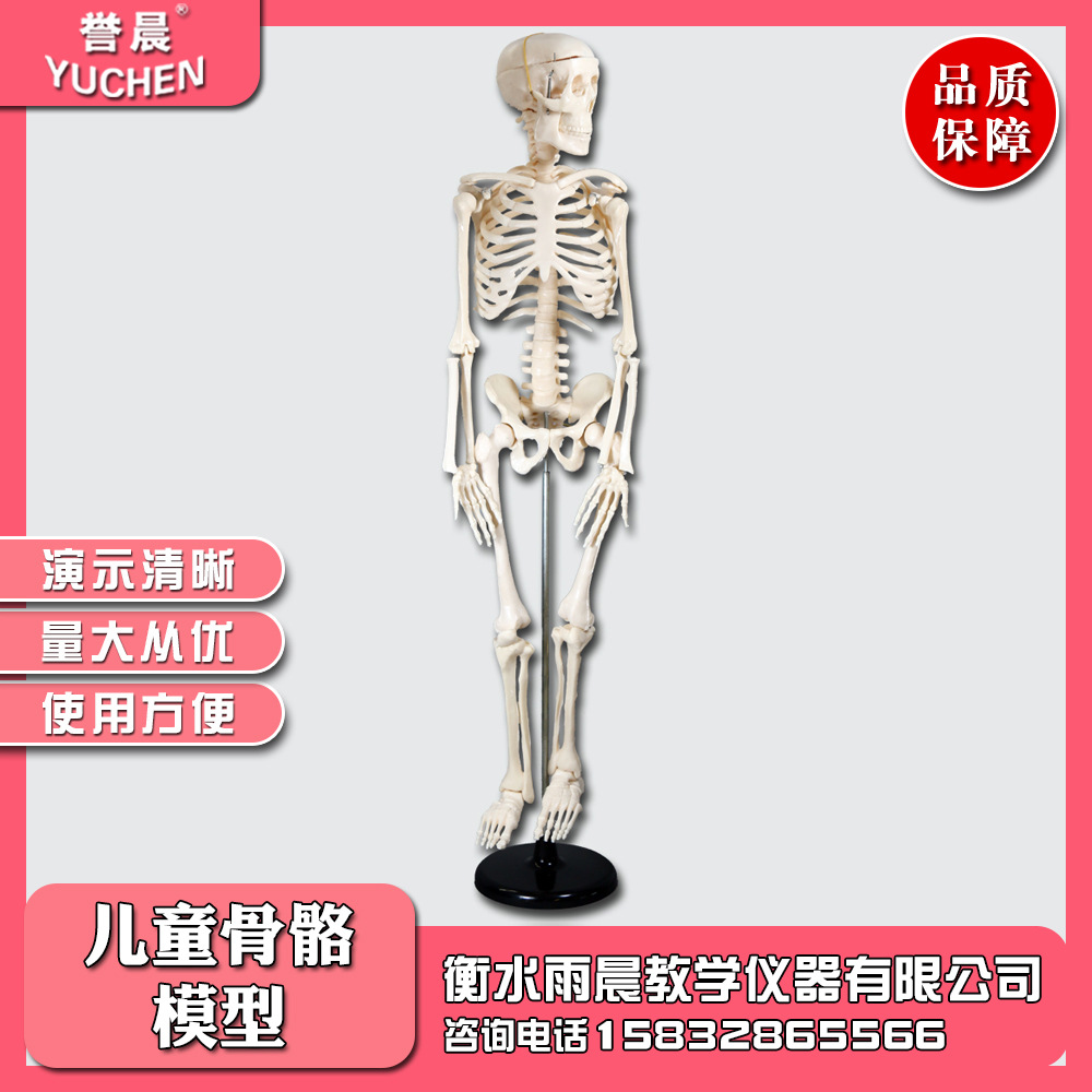 39051儿童骨骼模型850mm医学专业教学仪器实验器材可拆卸量大从优