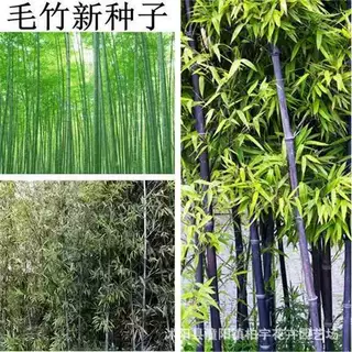 巨龙竹种子大型毛竹种子青竹紫竹四季竹子雷竹食用竹笋大青竹黄竹