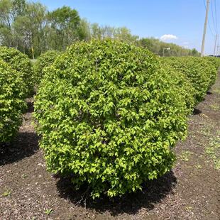 ���Ǘ���  ��Ǘ���  ��l����  50-180����  ���wM Ҏ��ȫ