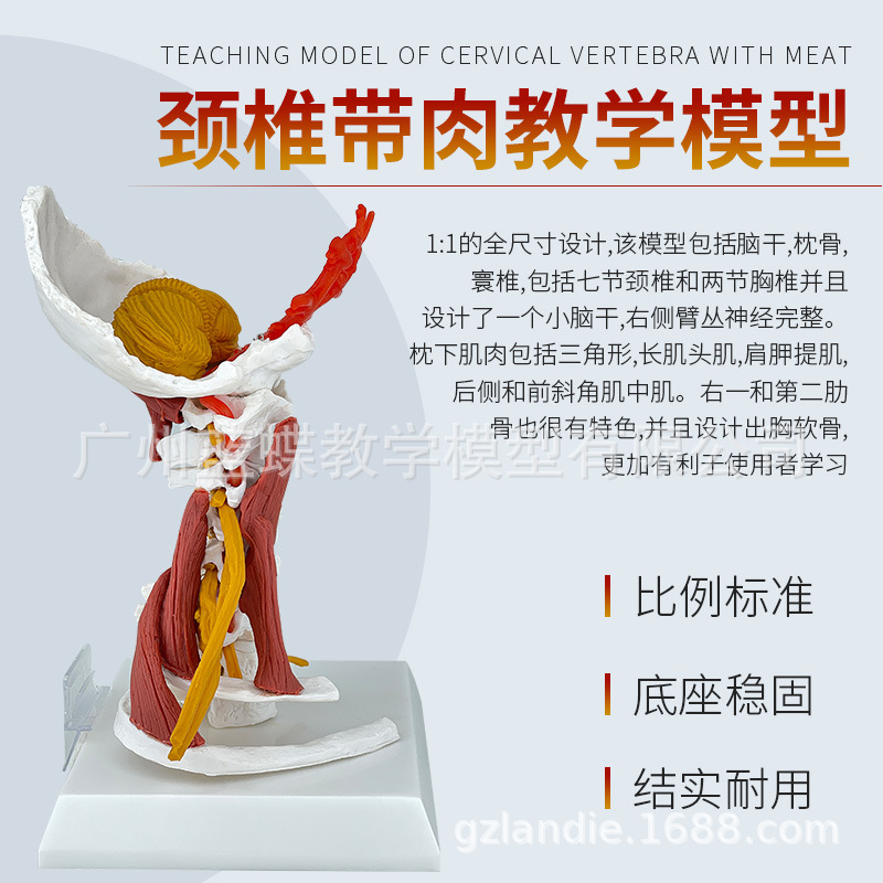 ���徱׵ģ�ʹ��������Ը����Ǽ�׵����ҽѧ��ѧ����ģ�Ϳɲ�װ