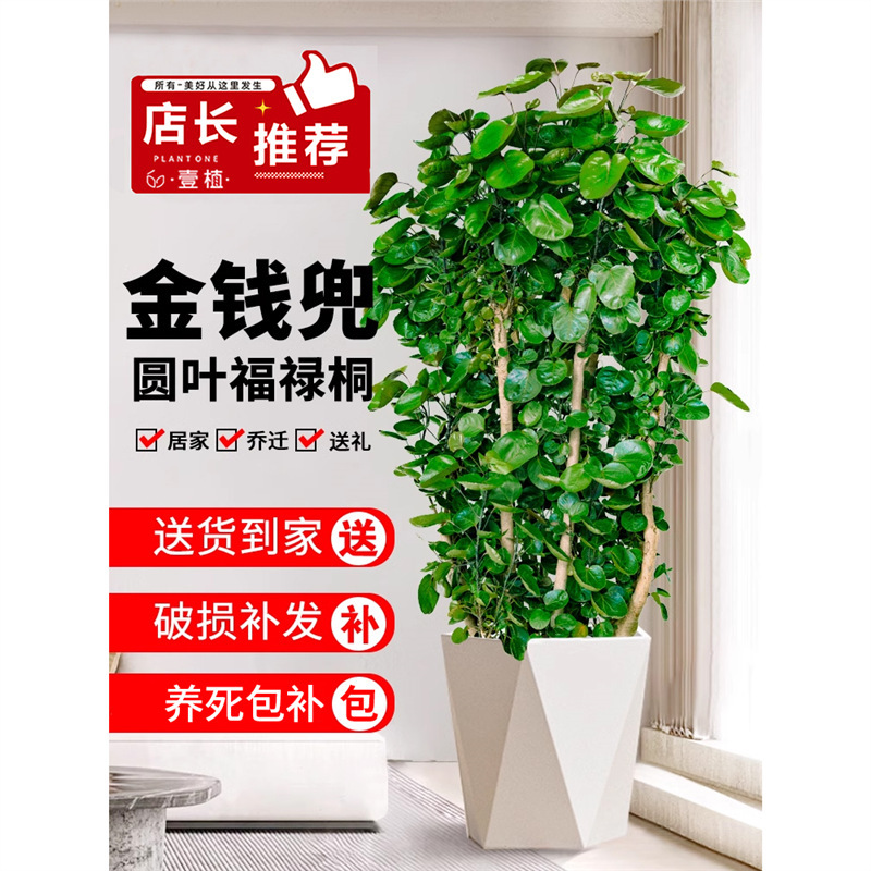 Money Bag Potted Indoor Living Room Round Leaf Fortune Tree Bonsai Old Stump Money Tree Large Green Plant Easy to Care for