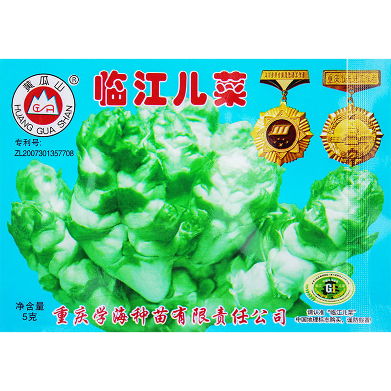 四川儿菜抱儿菜种籽娃娃菜芥菜籽种四季蔬菜种孑菜籽重庆盆栽种子