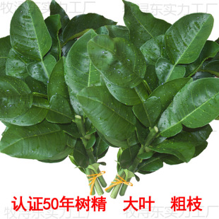 现摘柚子叶去晦气 开运转运乔迁新居折福 50年老树绿色新鲜带枝叶-阿里巴巴