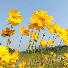 SluշNѾջNֲﻨܷNӴ󻨽uշN