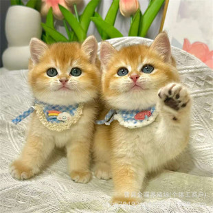 ���ۼ��N��u����؈���w12ɫ�Lë��u�����̻����u�Ӱ��_С؈��