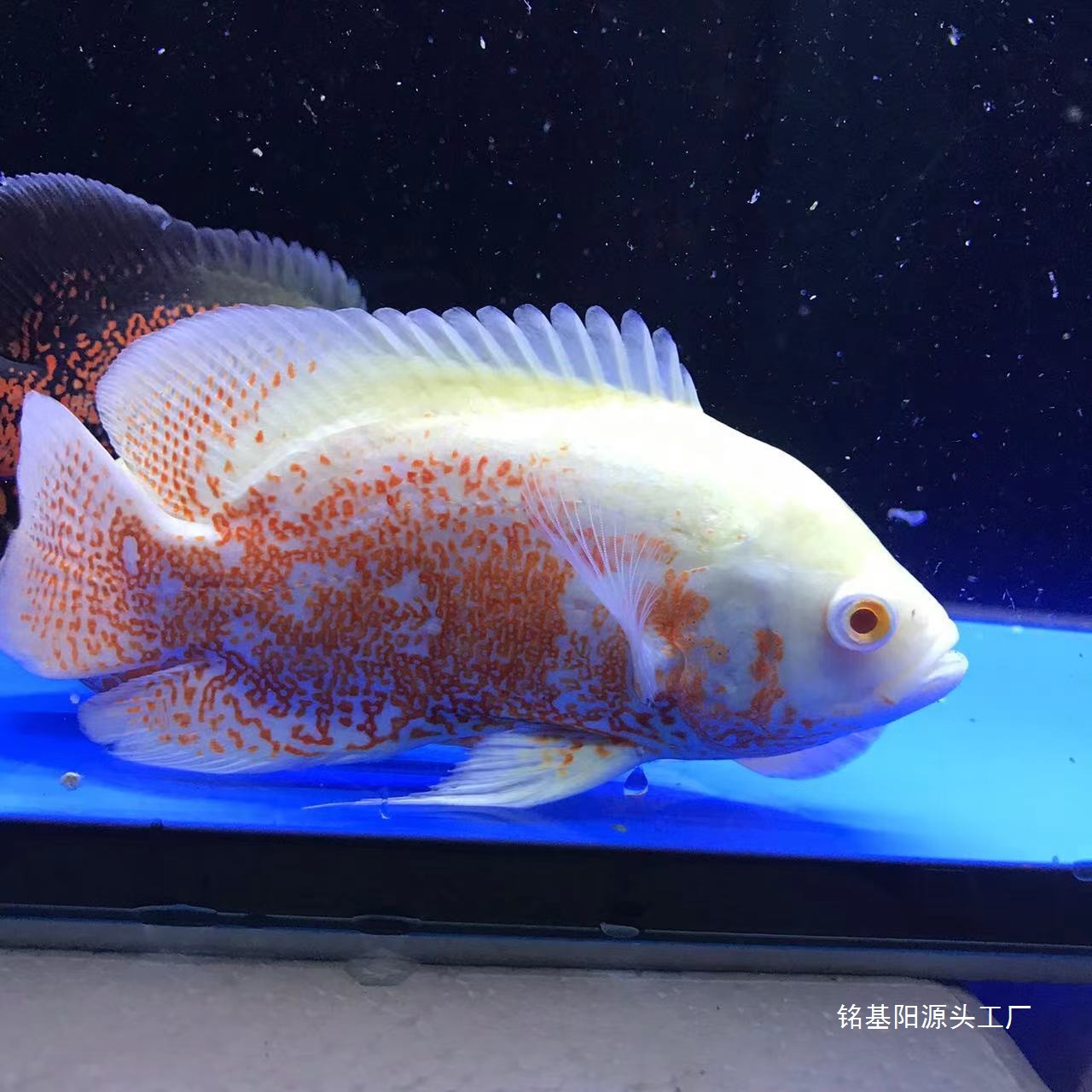 观赏鱼活体淡水黑风水红白鱼热带地图中地图鱼猪仔发财鱼大型其他