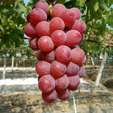 葡萄苗新品种 妮娜女皇 女王 妮娜皇后 葡萄苗 南方北方种植葡萄