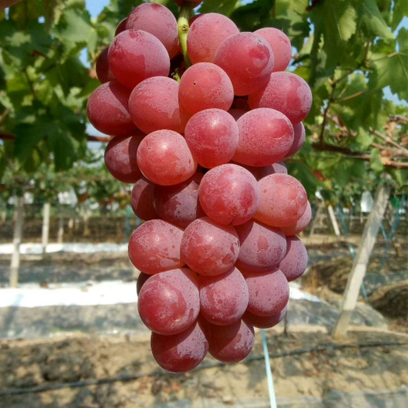 Новый сорт рассады винограда Королева Нина Рассада винограда Посадка винограда на юге и севере