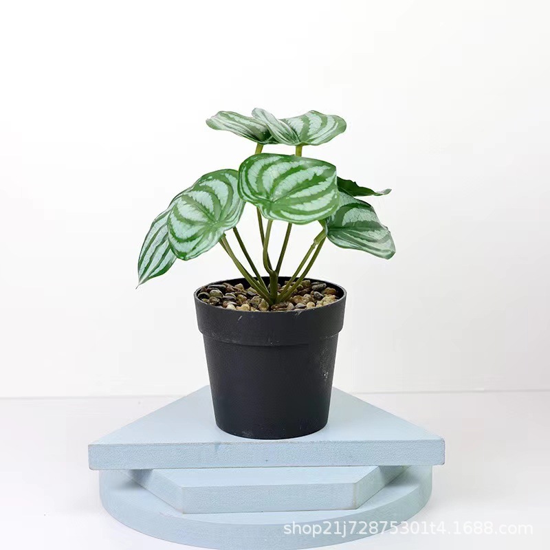 小石子国际盆 皮椒叶