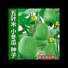 五叶米小冬瓜种子春秋速生一串铃节瓜种子肉厚腔小高产蔬菜种子孑